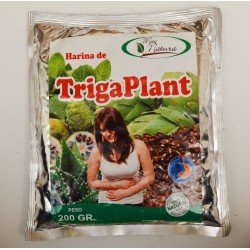 Harina de Triga Plant